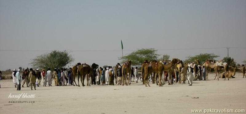 Camel Show at Dirawar, Cholistan.