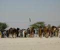 Camel Show at Dirawar, Cholistan.
