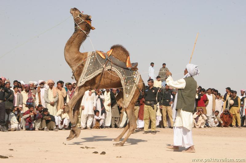 Camel Dance, Cholistan