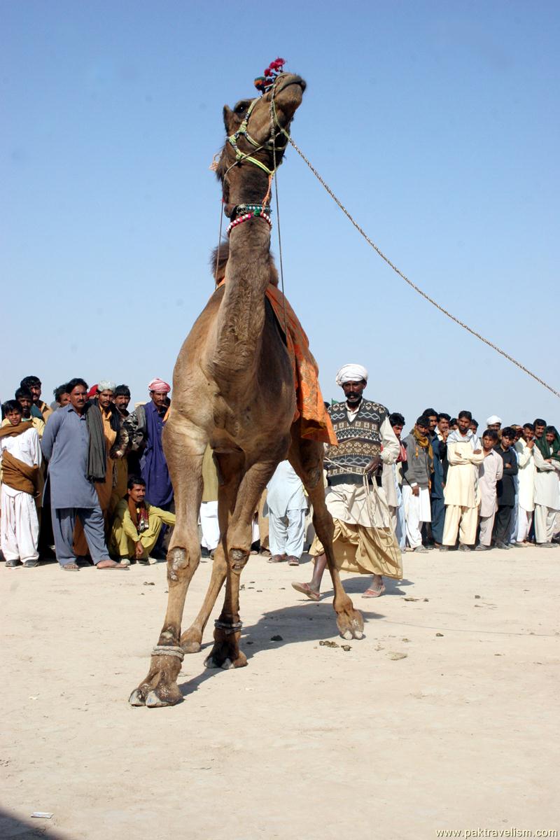Camel Dance, Cholistan