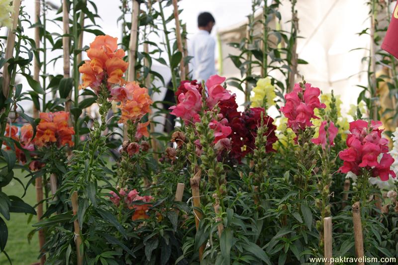 Flower Show, Karachi