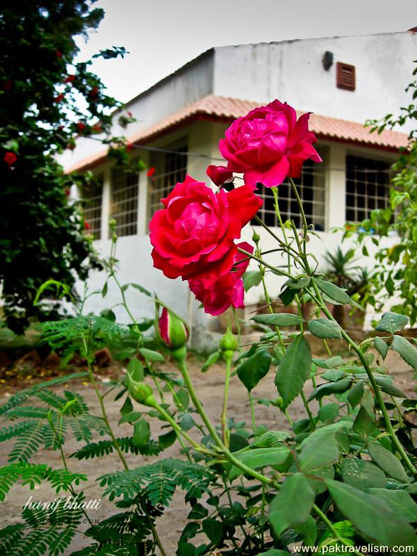 Roses in a farm house, Sukkur.