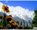 Sunflowers facing Rakaposhi in the background :) - Hunza Valley