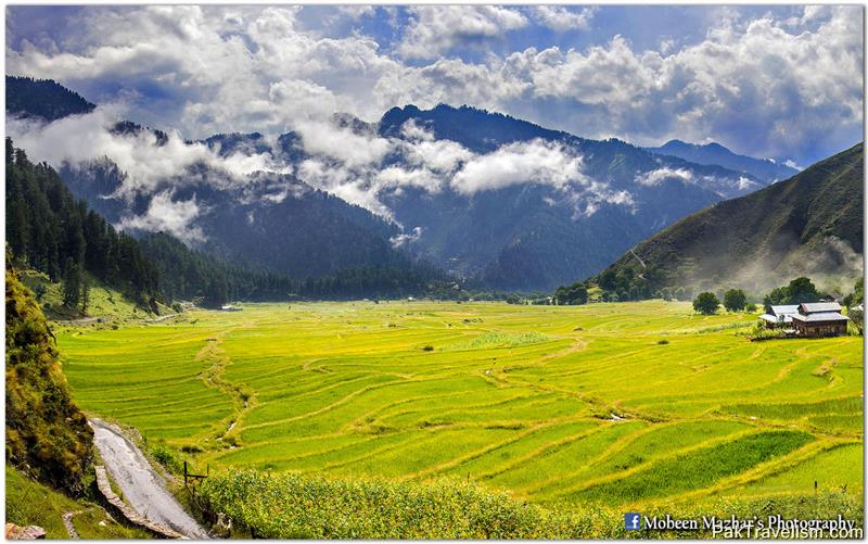 Rice fields of Leepa Valley - Azad Jammu and Kashmir, Pakistan