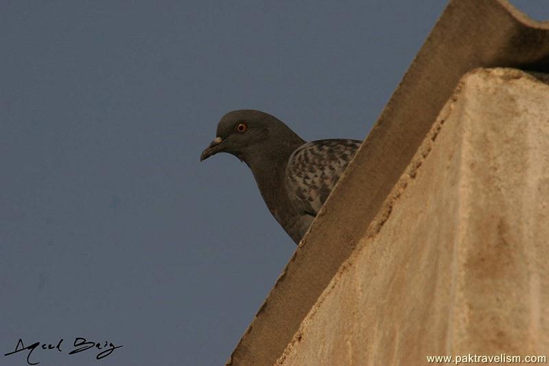 wild life at my home terrace