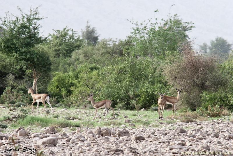 Ibex, Deer Kirthar National Park